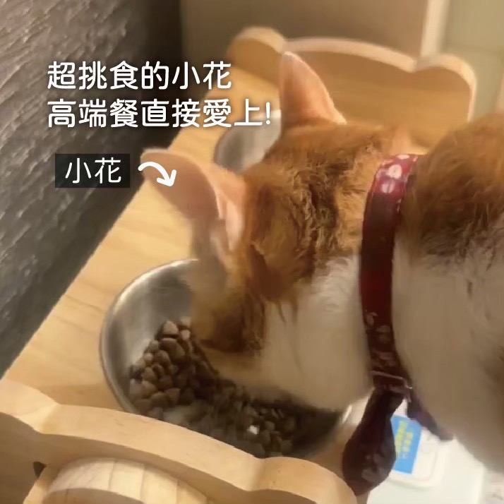 真實毛家長分享 3