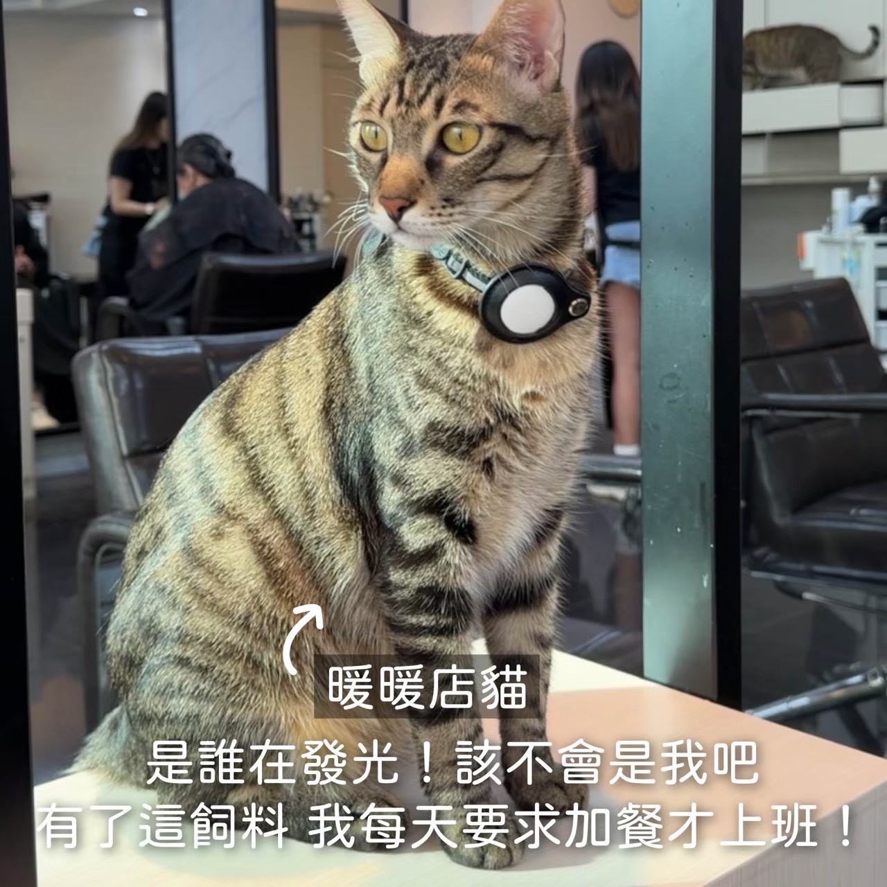 真實毛家長分享 5